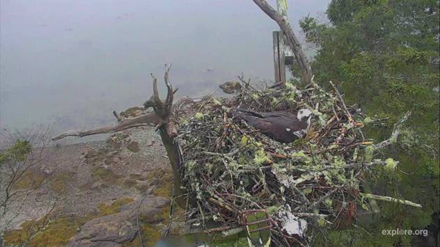 hog island osprey nest cam